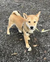 Jack, a male Shiba Inu for sale in Ashland, OH – 3 of 9