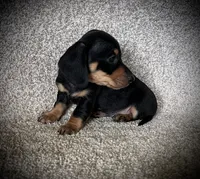 Bitty, a female Miniature Dachshund for sale in Ashland, OH – 5 of 5