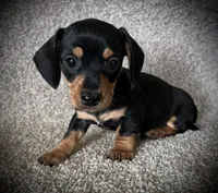 Mia, a female Miniature Dachshund for sale in Ashland, OH – 3 of 7