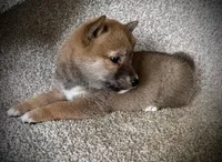 Jill, a female Shiba Inu for sale in Ashland, OH – 5 of 8