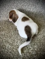 Snickers , a male Miniature Dachshund for sale in Ashland, OH – 4 of 7