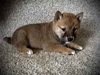 Jill, a female Shiba Inu for sale in Ashland, OH – 8 of 8