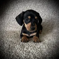 Mia, a female Miniature Dachshund for sale in Ashland, OH – 2 of 7