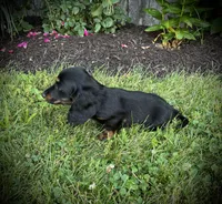 Champ, a male Miniature Dachshund for sale in Ashland, OH – 5 of 6