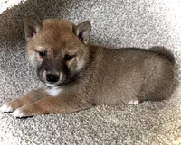 Jill, a female Shiba Inu for sale in Ashland, OH – 6 of 8