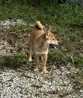 Jolly, a female Shiba Inu for sale in Ashland, OH – 5 of 10