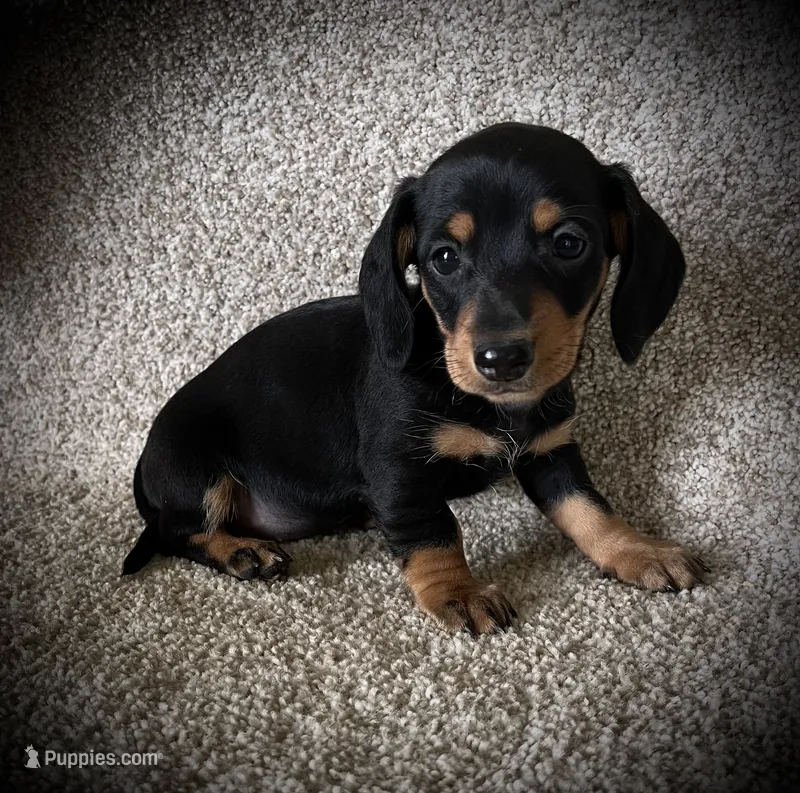 Bitty – Miniature Dachshund puppy for sale in Ashland, OH