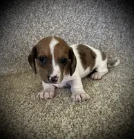 Dapple Girl, a female Miniature Dachshund for sale in Ashland, OH – 3 of 4