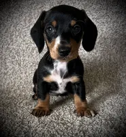 Lulu, a female Miniature Dachshund for sale in Ashland, OH – 1 of 6
