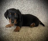 Blackie, a male Miniature Dachshund for sale in Ashland, OH – 7 of 9