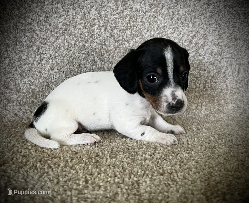 Luis – Miniature Dachshund puppy for sale in Ashland, OH