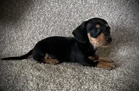 Mia, a female Miniature Dachshund for sale in Ashland, OH – 5 of 7