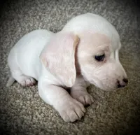 Snow Cream, a female Miniature Dachshund for sale in Ashland, OH – 6 of 10