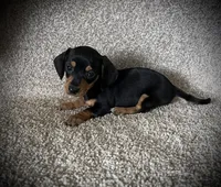 Mia, a female Miniature Dachshund for sale in Ashland, OH – 7 of 7
