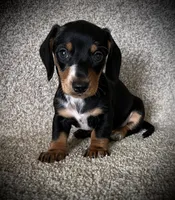 Lulu, a female Miniature Dachshund for sale in Ashland, OH – 5 of 6