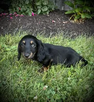Champ, a male Miniature Dachshund for sale in Ashland, OH – 4 of 6