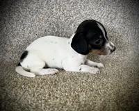 Luis, a male Miniature Dachshund for sale in Ashland, OH – 3 of 4