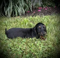 Champ, a male Miniature Dachshund for sale in Ashland, OH – 3 of 6
