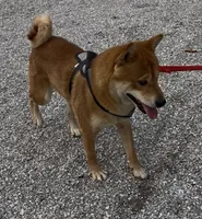 Jolly, a male Shiba Inu for sale in Ashland, OH – 9 of 10