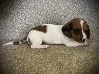 Dapple Girl, a female Miniature Dachshund for sale in Ashland, OH – 2 of 4