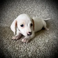 Snow Cream, a female Miniature Dachshund for sale in Ashland, OH – 8 of 10