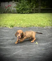 Huk, a male Miniature Dachshund for sale in Ashland, OH – 2 of 8