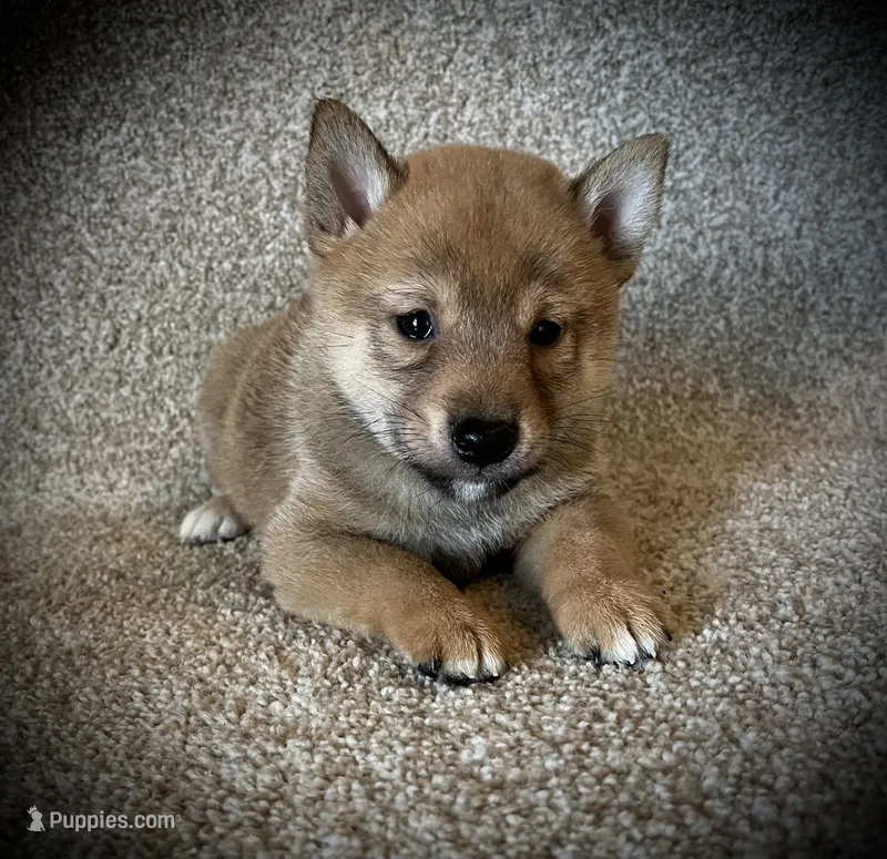 Juan – Shiba Inu puppy for sale in Ashland, OH