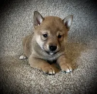 Juan, a male Shiba Inu for sale in Ashland, OH – 1 of 7