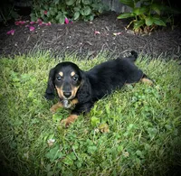 Duke , a male Miniature Dachshund for sale in Ashland, OH – 3 of 8