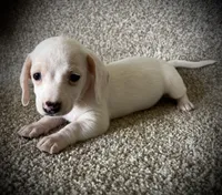 Snow Cream, a female Miniature Dachshund for sale in Ashland, OH – 4 of 10