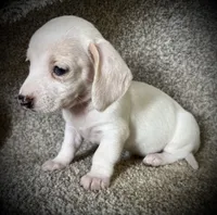 Snow Cream, a female Miniature Dachshund for sale in Ashland, OH – 5 of 10