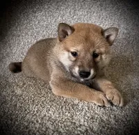 Jack, a male Shiba Inu for sale in Ashland, OH – 4 of 4