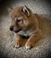 Juan, a male Shiba Inu for sale in Ashland, OH – 7 of 7
