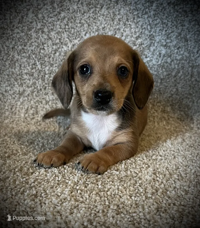 Blue eye – Miniature Dachshund puppy for sale in Ashland, OH