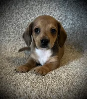 Blue eye, a male Miniature Dachshund for sale in Ashland, OH – 4 of 6