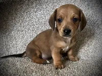 Waffles, a male Miniature Dachshund for sale in Ashland, OH – 2 of 7