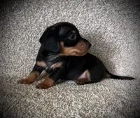 Blackie, a male Miniature Dachshund for sale in Ashland, OH – 5 of 9