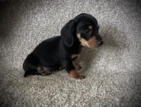 Bitty, a female Miniature Dachshund for sale in Ashland, OH – 2 of 5
