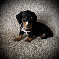 Lulu, a female Miniature Dachshund for sale in Ashland, OH – 2 of 6