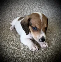 Snickers , a male Miniature Dachshund for sale in Ashland, OH – 2 of 7