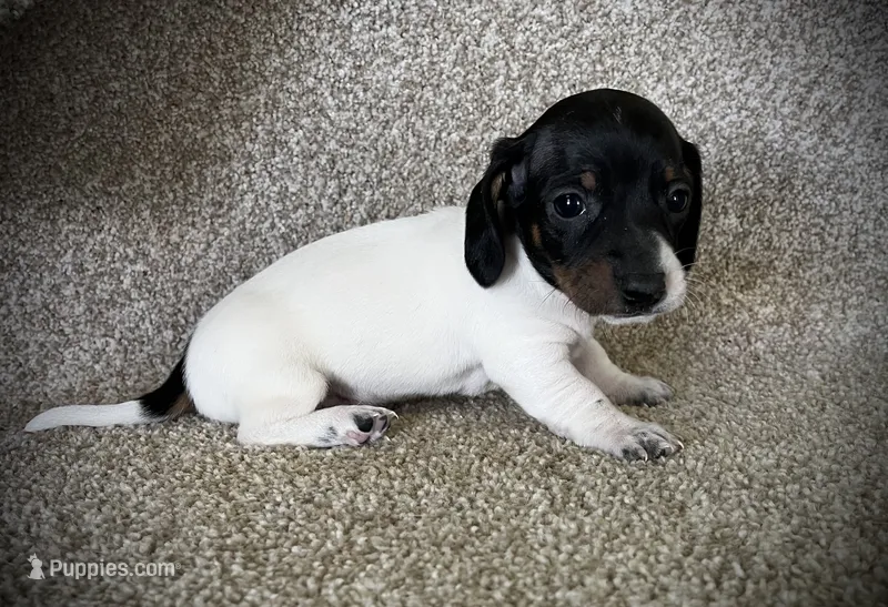 Loco – Miniature Dachshund puppy for sale in Ashland, OH