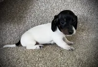 Loco, a male Miniature Dachshund for sale in Ashland, OH – 1 of 5