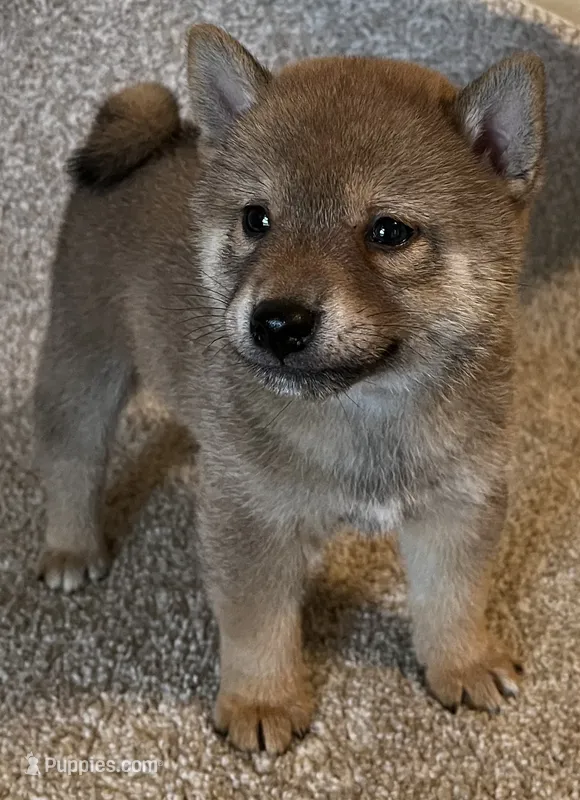 Jolly – Shiba Inu puppy for sale in Ashland, OH