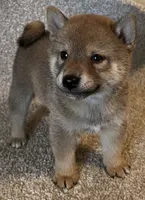 Jolly, a male Shiba Inu for sale in Ashland, OH – 4 of 9