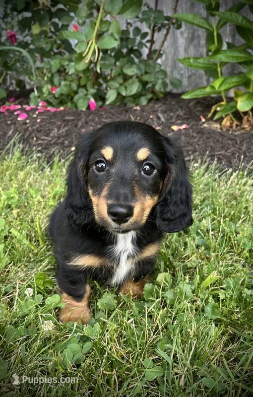Duke  – Miniature Dachshund puppy for sale in Ashland, OH