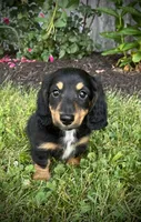 Duke , a male Miniature Dachshund for sale in Ashland, OH – 1 of 8