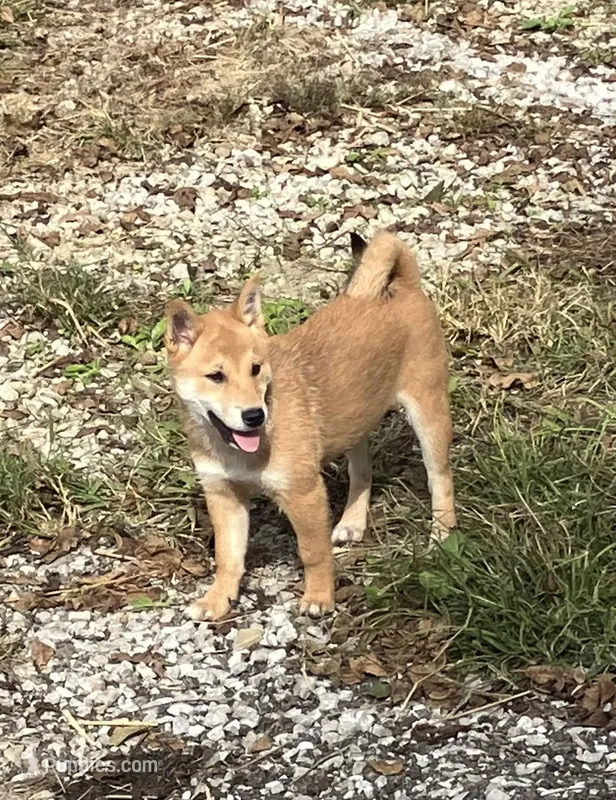 Jolly – Shiba Inu puppy for sale in Ashland, OH