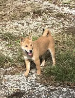 Jolly, a female Shiba Inu for sale in Ashland, OH – 1 of 10