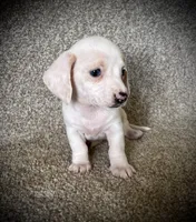 Snow Cream, a female Miniature Dachshund for sale in Ashland, OH – 7 of 10