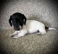 Loco, a male Miniature Dachshund for sale in Ashland, OH – 3 of 5